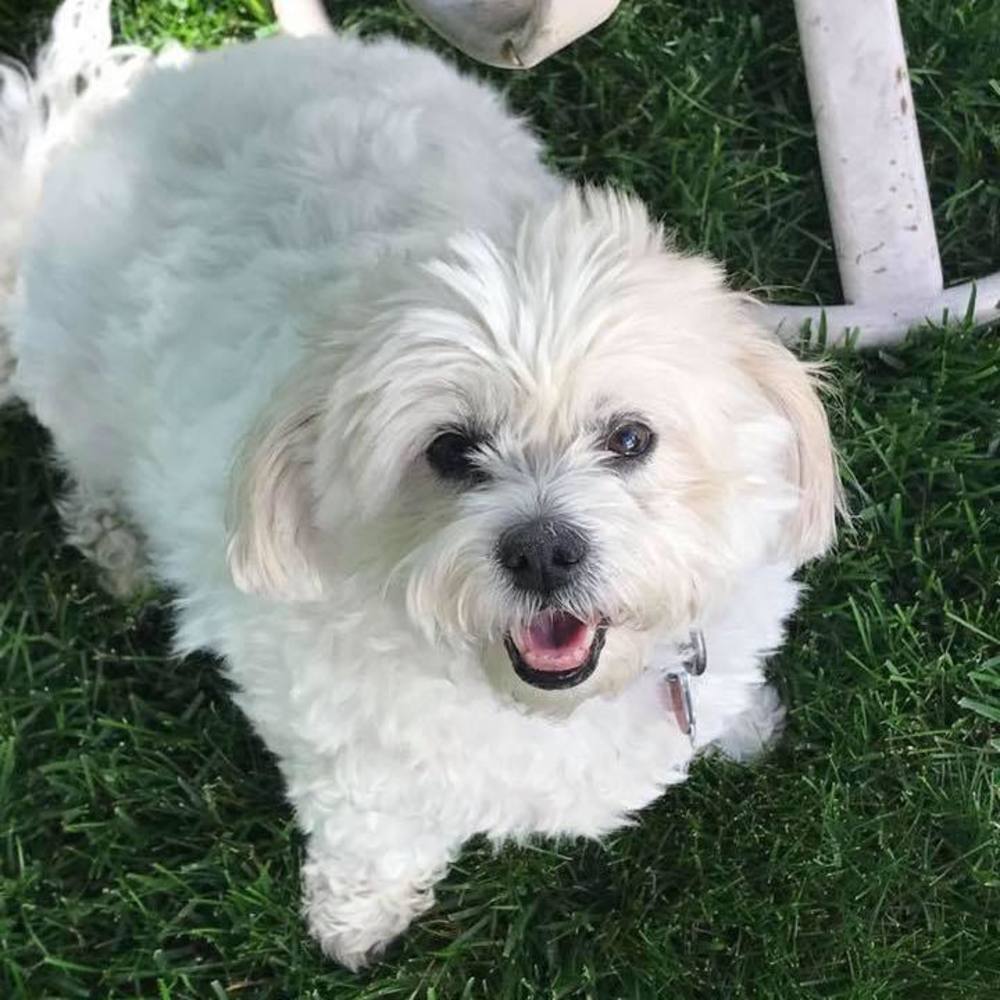 Meet your Posher, Callie